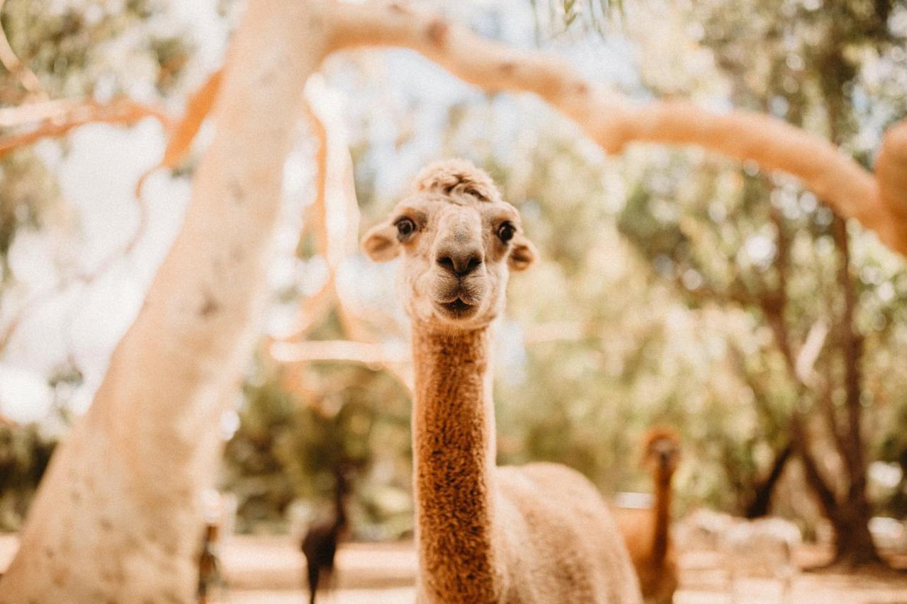 Margaret River Holiday Cottages Eksteriør bilde