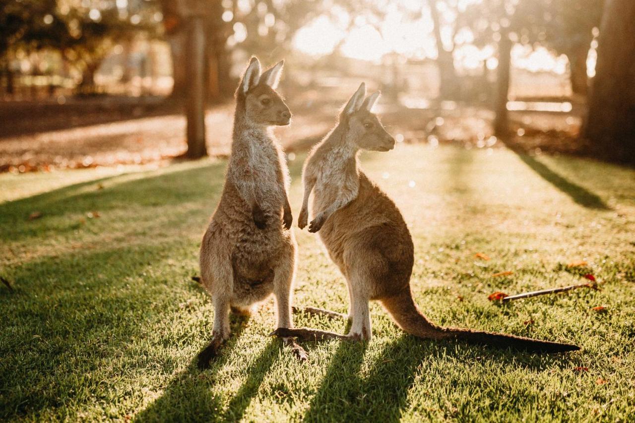 Margaret River Holiday Cottages Eksteriør bilde