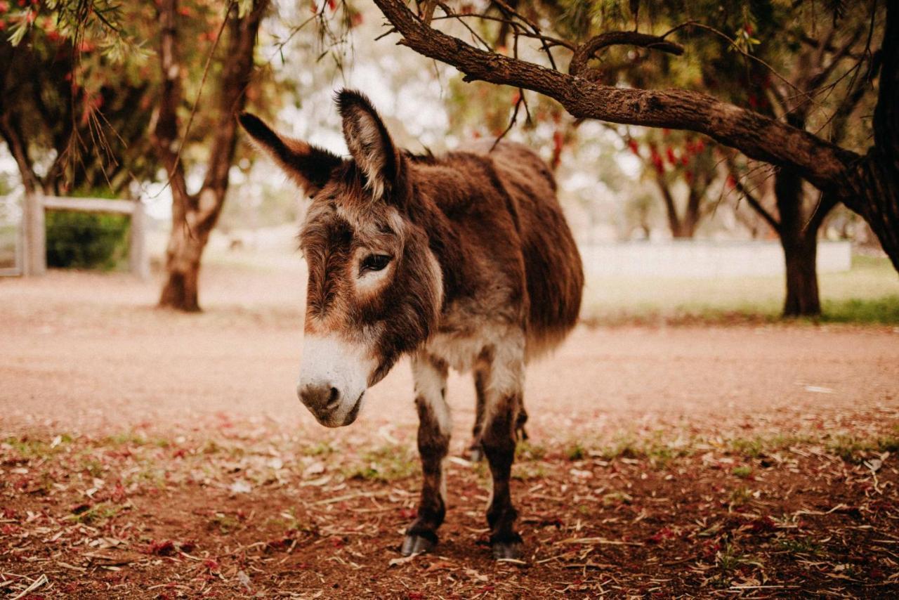 Margaret River Holiday Cottages Eksteriør bilde