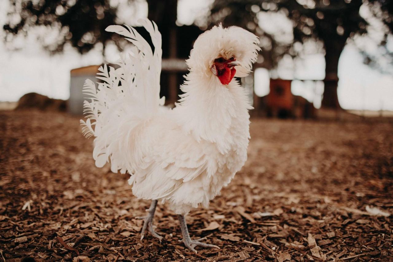 Margaret River Holiday Cottages Eksteriør bilde